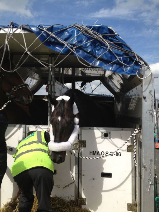 Canadian Olympic Dressage Horses Arrive safely at Stansted Airport
